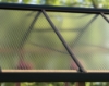 Imagine Canopia Natura Seră din lemn de cedru 8x22m / policarbonat - Structură din lemn de cedru & panouri de acoperiș Twinwall & panouri de pereți transparenți